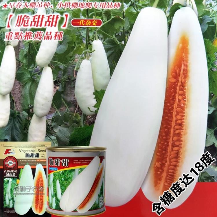 脆甜甜罐装春季白皮羊角脆甜瓜种子 超甜皮超薄 白皮香瓜水果种子