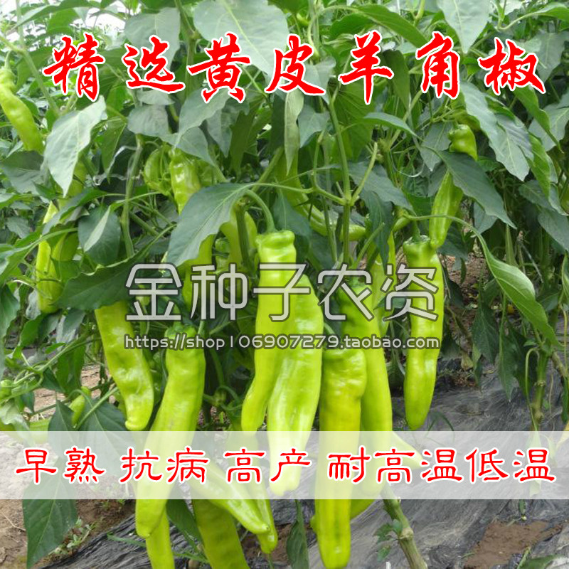 青椒阳台庭院盆栽蔬菜种子