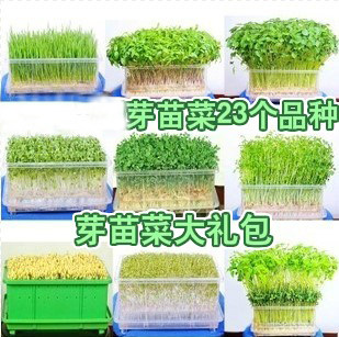 健康蔬菜无土栽培萝卜芽菜种子萝