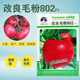 秋冬早春播高产西红柿改良毛粉802F1 大粉果番茄寿光蔬菜抗病毒