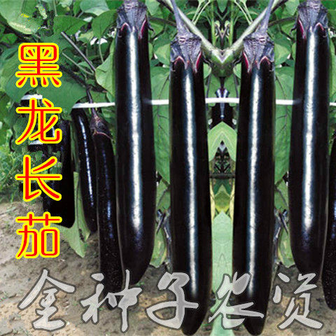 蔬菜种子黑紫长茄 高产长茄 荷兰进口黑龙王 早熟 黑皮光泽 抗病