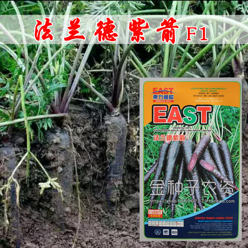 法兰德紫箭紫色胡萝卜种子高产水果蔬菜种子盆栽四季播秋季播