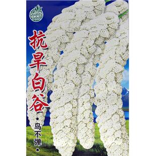 抗旱白谷 白小米种子鸟不弹营养丰富高产稳产白糜子口感好春夏播