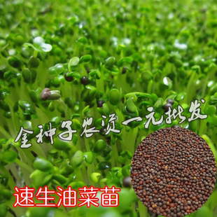 芽苗菜籽 无土栽培纸上种菜四季 菜芽 水培蔬菜 苗菜 速生油菜苗