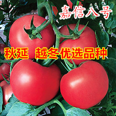 嘉信八号番茄种子孑  抗TY高产粉硬果番茄 西红柿种籽 大果产量高 - 封面