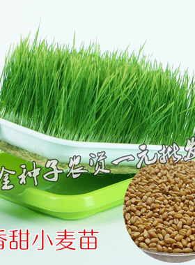榨汁无土栽培小麦草猫儿草