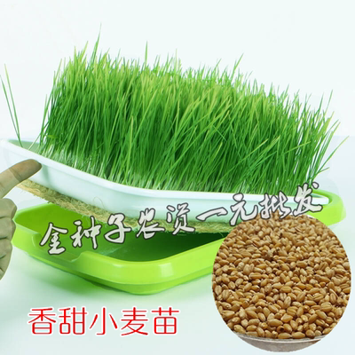 榨汁无土栽培小麦草猫儿草