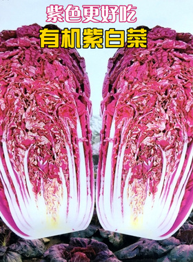 紫白菜种孑红色大白菜种子秋天冬季稀有特色千宝菜蔬菜籽秋季播种