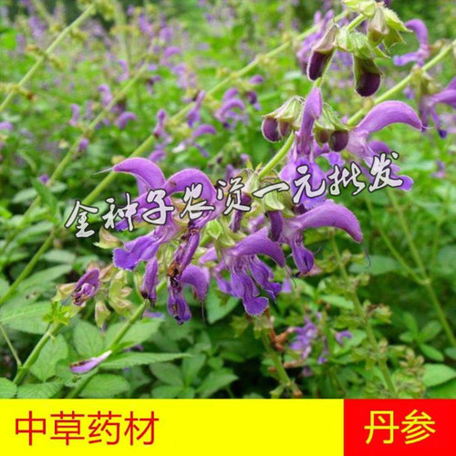 中药材种子丹参种子赤参紫丹参红根药用种子中草药种子-封面