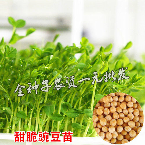 蔬菜四季阳台无土栽培豌豆种子