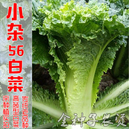 传统老品种快菜北京小杂56黄心花大白菜种子小型快菜耐热耐湿抗病 - 封面