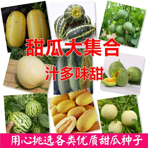Семена дыня супер сладкие семена дыни с высоким сахарной банкой сахар