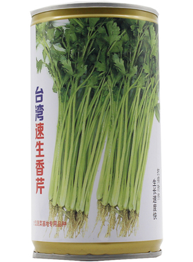 台湾速生香芹 四季速生小香芹种子 生长迅速高产稳产 实心小芹菜