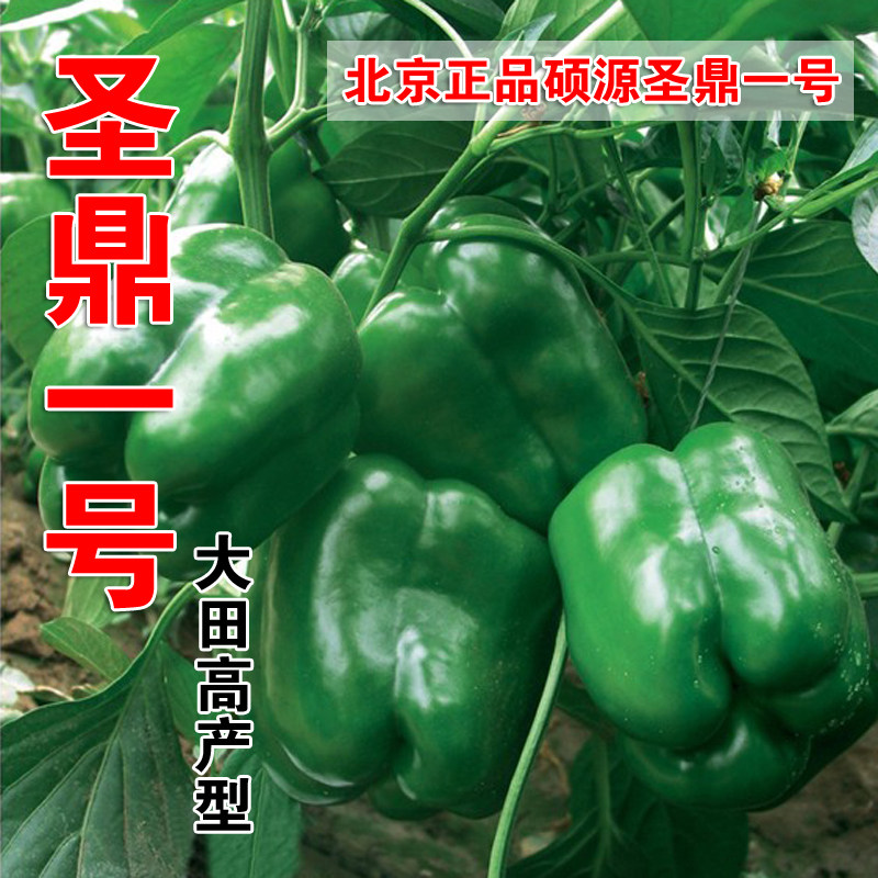 圣鼎一号特大甜椒高产蔬菜种子基地柿子椒耐热早熟进口青椒灯笼椒