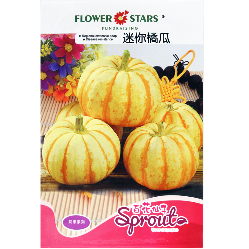 百花仙子迷你橘瓜 皇冠南瓜种子特色种植蔬菜种子 观赏亮丽小南瓜