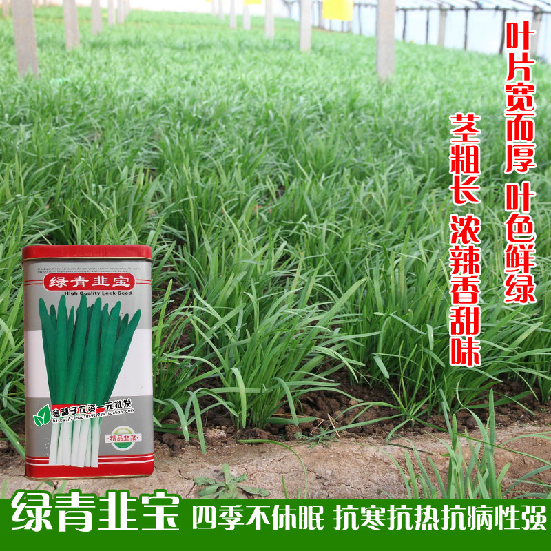 绿青韭宝太空育种技术韭菜抗寒性特强四季发芽冬季不休眠抗重茬