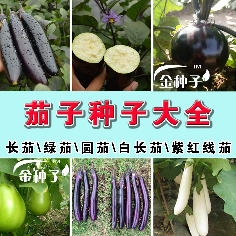 紫黑长线茄杭茄圆茄花茄子种子 春夏秋四季蔬菜种子阳台盆栽高产,鲜花速递/花卉仿真/绿植园艺,家庭园艺种子,淘宝优惠券,粉丝福利购,淘宝优惠卷