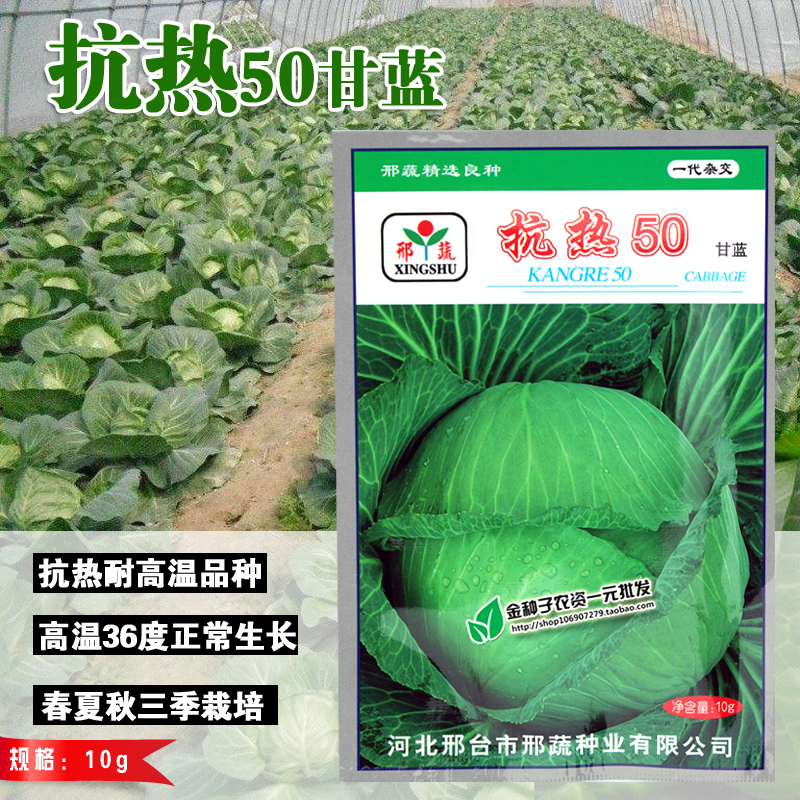 夏王甘蓝种子特耐热35度可种植春夏秋播种抗热抗病性好优质高产