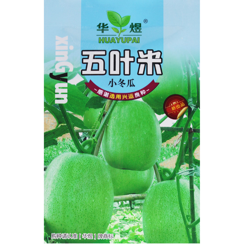 五叶米小冬瓜种子 阳台庭院瓜果蔬菜种 盆栽种菜 营养佳品