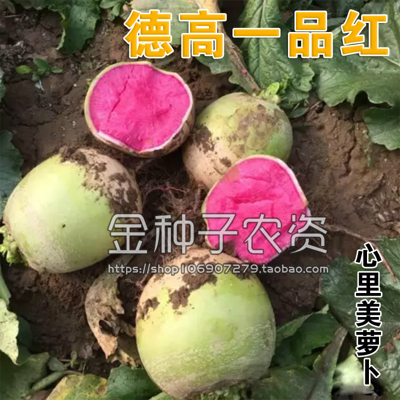 德高种子水果心里美萝卜