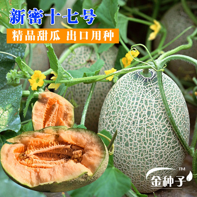 新密十七号哈密瓜种子含糖度18%
