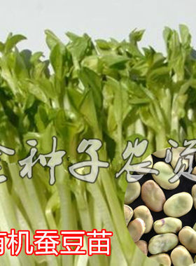 芽苗菜小蚕豆四季无土种子