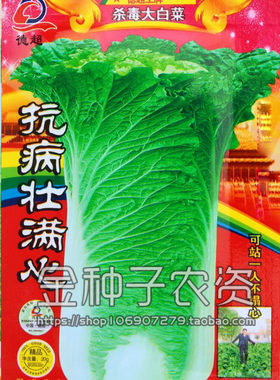 种子秋播白菜抗病满心可站一人