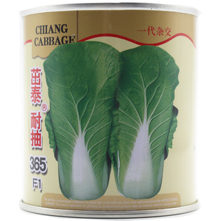茁泰耐抽365F1快菜种子 播青菜种子生长快 口感好耐热耐寒肉厚四季