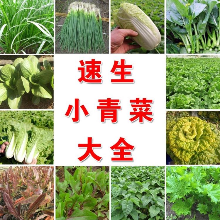 四季播种室内阳台盆栽蔬菜种子速生小青菜菠菜生菜油麦沙拉菜籽秋