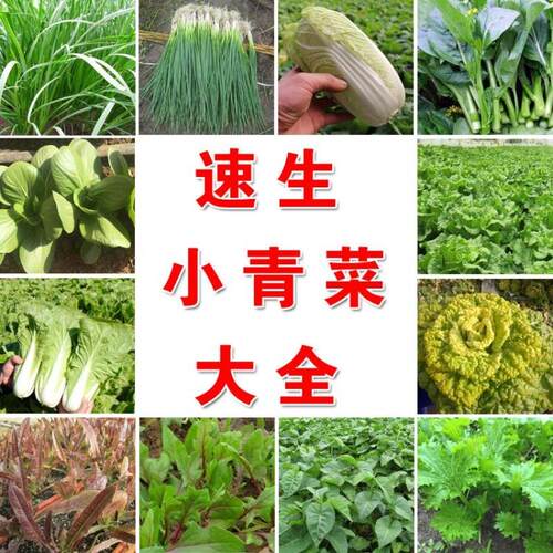 四季播种室内阳台盆栽油麦沙拉秋