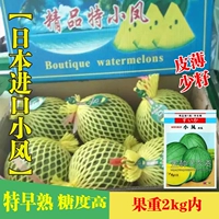 【Импортированный арбуз Xiaofeng】 Оригинальные 100 капсул