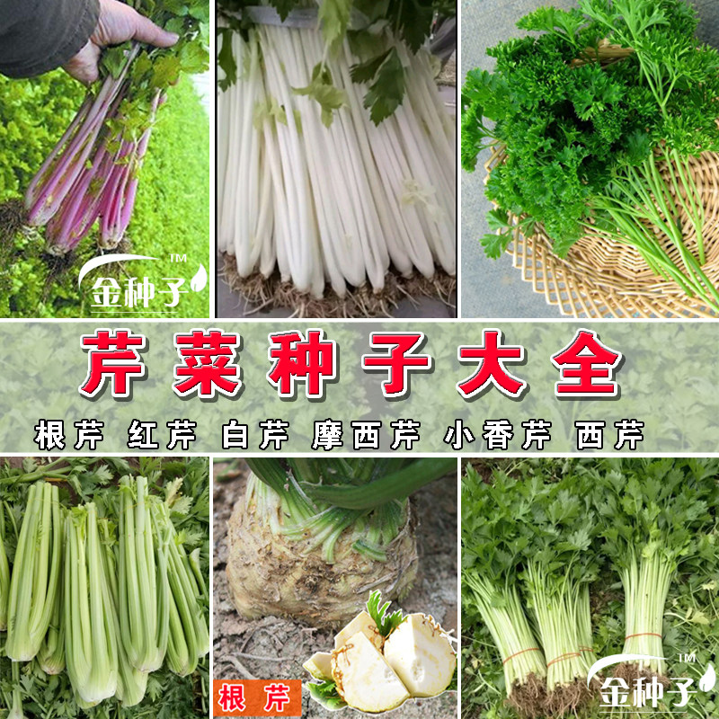 芹菜种子大全 根芹 红芹 白芹 摩西欧芹 西芹小香芹四季蔬菜种子