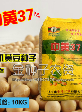 农户大面积种植大豆种子黄豆种子中黄37黄豆种高产大豆种籽大颗粒