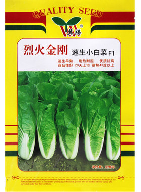 夏季耐热早熟抗病小白菜