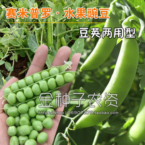 水果型甜豌豆种子甜脆甜脆豌豆荚