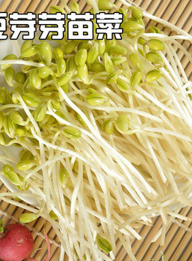 绿豆苗芽菜种子豆芽有机优质芽
