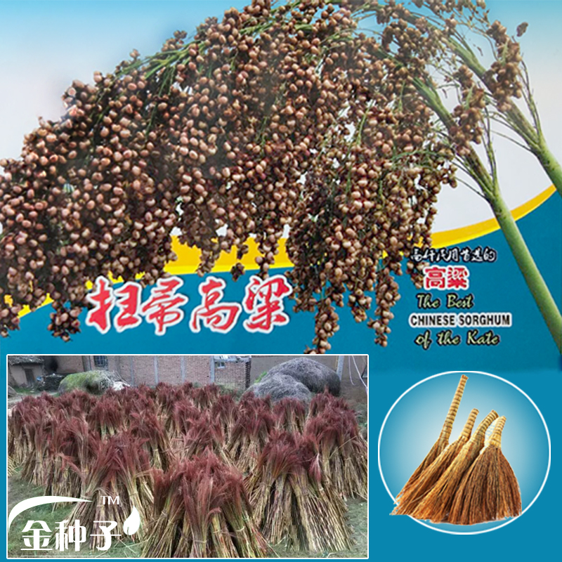 扫把笤帚高粱种子长杆播种