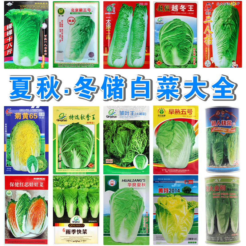 大白菜种子蔬菜耐热夏播四季播农家夏季耐高温秋季田园黄心