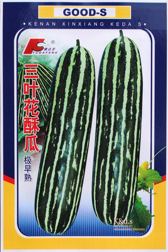 三叶花薄皮早熟高产肉厚春季酥瓜