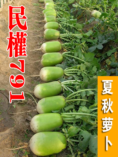 民权优质脆爽蔬菜种子庭院青萝卜