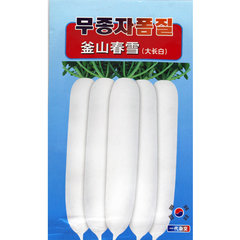 釜山春雪白萝卜种子早春播地栽白萝卜春季韩国进口耐抽薹早熟高产