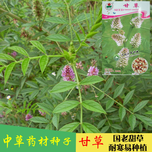 甘草种子中草药材甜草耐热易种