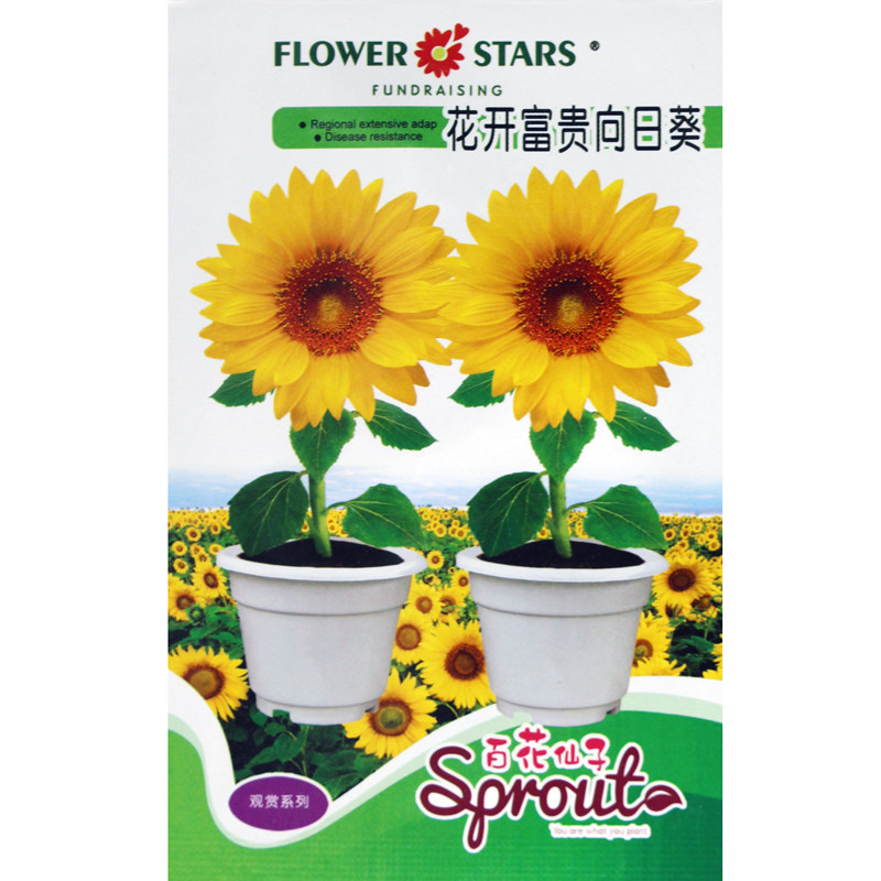 花开富贵向日葵种子食用向日葵室内阳台盆栽花卉植物易活春夏易种
