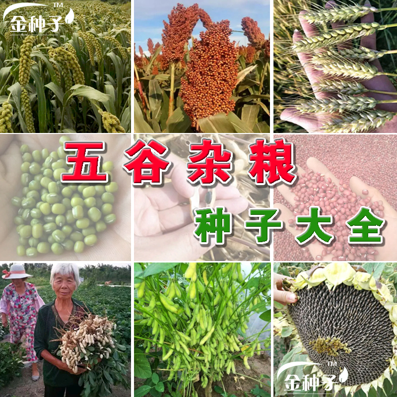 五谷杂粮食葵芝麻花生秋季种子