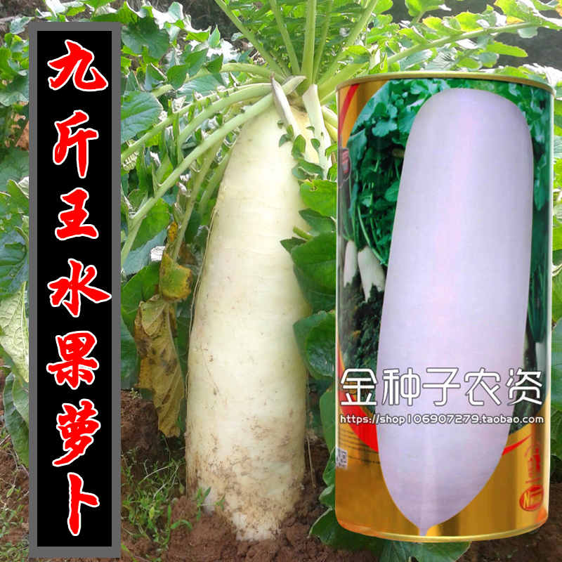 秋冬特大九斤亩产白萝卜