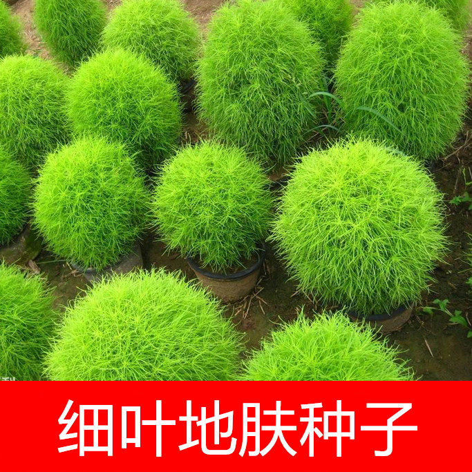 细叶地肤种子孔雀松种子 红叶地肤春秋阳台盆栽陆地播种观叶植物