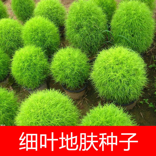 孔雀松春秋阳台盆栽陆地观叶种子