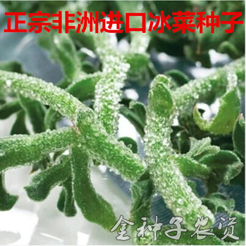 进口非洲新品罕见盆栽春季冰菜