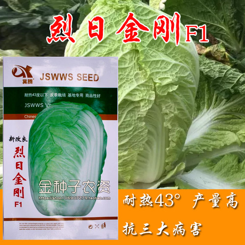 烈日金刚43度夏季早熟抗病大白菜