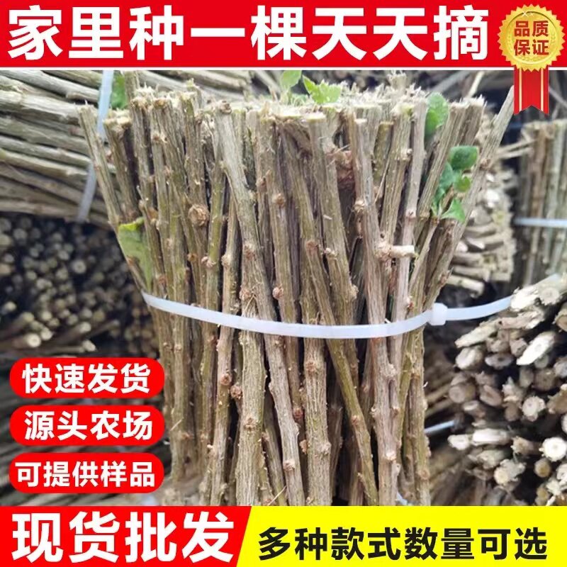 枸杞菜苗四季可食用大叶枸杞苗种植枸杞树苗老桩盆栽枸杞子煲汤图片
